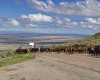 Nevada-cattle-drive