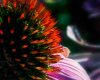 coneflower-echinacea